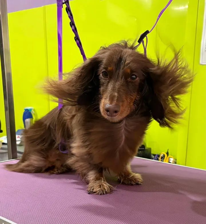 Long-haired Dachshund after a groom