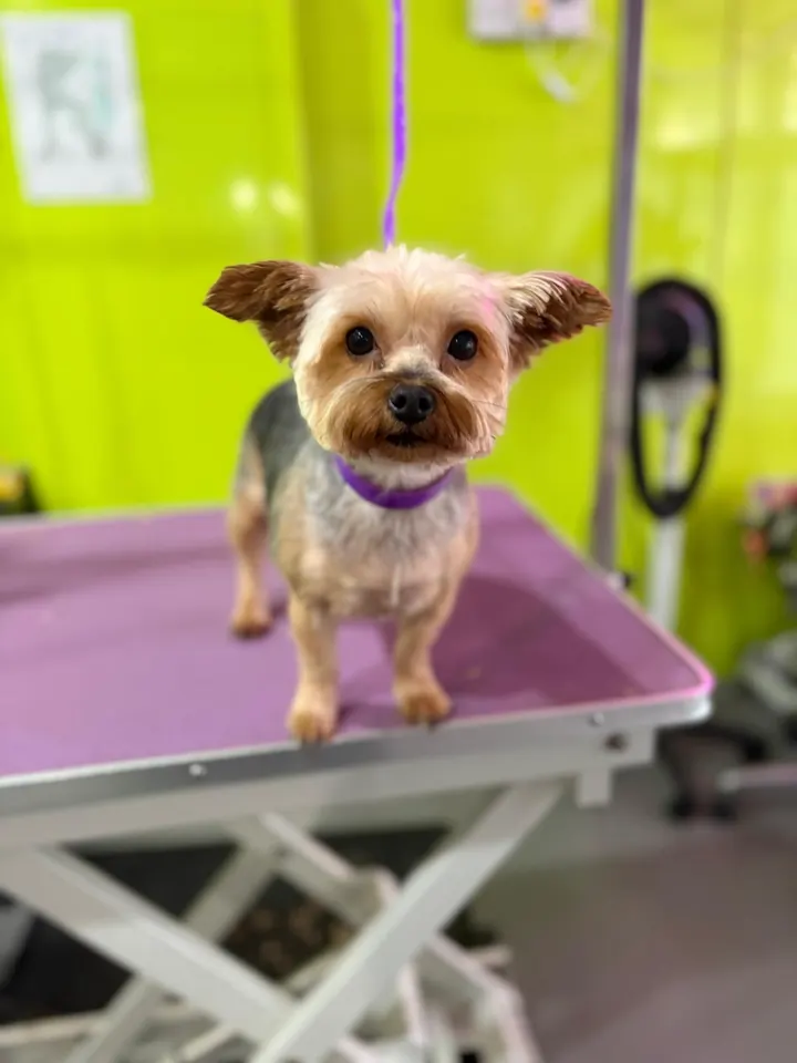 Yorkshire Terrier after a groom